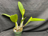 C. trianaei `Cashen's' FCC/AOS ORIGINAL Select Species Cattleya Orchid Plant Div #2