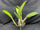 C. trianaei `Cashen's' FCC/AOS ORIGINAL Select Species Cattleya Orchid Plant Div #2