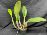 C. trianaei `Cashen's' FCC/AOS ORIGINAL Select Species Cattleya Orchid Plant Div #2