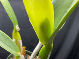 C. trianaei `Cashen's' FCC/AOS ORIGINAL Select Species Cattleya Orchid Plant Div #2