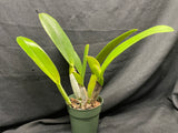 C. trianaei `Cashen's' FCC/AOS ORIGINAL Select Species Cattleya Orchid Plant Div #3
