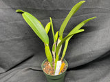 C. trianaei `Cashen's' FCC/AOS ORIGINAL Select Species Cattleya Orchid Plant Div #3