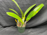 C. trianaei `Cashen's' FCC/AOS ORIGINAL Select Species Cattleya Orchid Plant Div #3