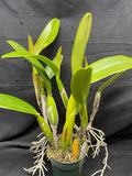 C. trianaei `Cashen's' FCC/AOS ORIGINAL Select Species Cattleya Orchid Plant Div #5