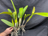 C. trianaei `Cashen's' FCC/AOS ORIGINAL Select Species Cattleya Orchid Plant Div #5
