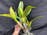 C. trianaei `Cashen's' FCC/AOS ORIGINAL Select Species Cattleya Orchid Plant Div #5