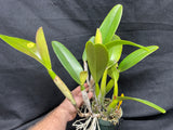 C. trianaei `Cashen's' FCC/AOS ORIGINAL Select Species Cattleya Orchid Plant Div #5