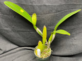 C. trianaei `Cashen's' FCC/AOS ORIGINAL Select Species Cattleya Orchid Plant Div #6