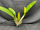 C. trianaei `Cashen's' FCC/AOS ORIGINAL Select Species Cattleya Orchid Plant Div #6