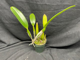 C. trianaei `Cashen's' FCC/AOS ORIGINAL Select Species Cattleya Orchid Plant Div #6