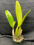 C. trianaei `Cashen's' FCC/AOS ORIGINAL Select Species Cattleya Orchid Plant Div #7