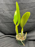 C. trianaei `Cashen's' FCC/AOS ORIGINAL Select Species Cattleya Orchid Plant Div #7