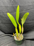 C. trianaei `Cashen's' FCC/AOS ORIGINAL Select Species Cattleya Orchid Plant Div #7