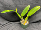 C. trianaei `Cashen's' FCC/AOS ORIGINAL Select Species Cattleya Orchid Plant Div #8