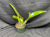 C. trianaei `Cashen's' FCC/AOS ORIGINAL Select Species Cattleya Orchid Plant Div #8