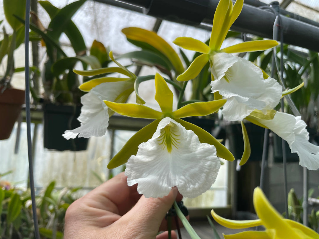 Enc. mariae `Sentinel Orchids&