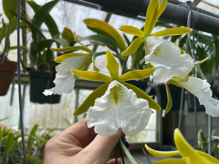 Enc. mariae `Sentinel Orchids&