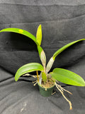 C. trianaei `Cashen's' FCC/AOS ORIGINAL Select Species Cattleya Orchid Plant Div #9
