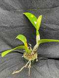 C. trianaei `Cashen's' FCC/AOS ORIGINAL Select Species Cattleya Orchid Plant Div #9
