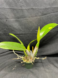 C. trianaei `Cashen's' FCC/AOS ORIGINAL Select Species Cattleya Orchid Plant Div #9