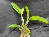 C. trianaei `Cashen's' FCC/AOS ORIGINAL Select Species Cattleya Orchid Plant Div #10