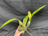 C. trianaei `Cashen's' FCC/AOS ORIGINAL Select Species Cattleya Orchid Plant Div #10