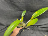 C. trianaei `Cashen's' FCC/AOS ORIGINAL Select Species Cattleya Orchid Plant Div #10