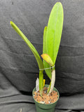 C. trianaei `Cumbal' Original Division Select Species Cattleya Orchid Plant Div #2