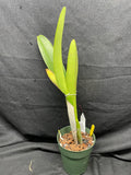 C. trianaei `Cumbal' Original Division Select Species Cattleya Orchid Plant Div #2