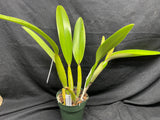 C. trianaei `A10282022' Original Division Select Species Cattleya Orchid Plant Div #1