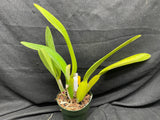 C. trianaei `Red Lips' Original Division Select Species Cattleya Orchid Plant Div #2