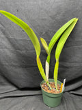 C. trianaei `Keith Richards' Original Division #1 Select Species Cattleya Orchid Plant