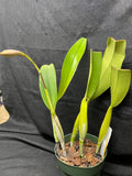 C. trianaei `Splendida Sua Mena' Original Division Select Species Cattleya Orchid Plant Div #1