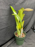 C. trianaei `Splendida Sua Mena' Original Division Select Species Cattleya Orchid Plant Div #1