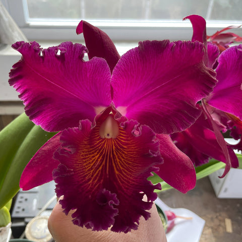 negro Mem. Richard Nakanishi (Sunstate Outback x Toshie Aoki `Pizazz' AM/AOS) Maceta de plántulas de 5"