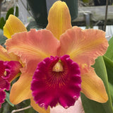 negro Mem. Richard Nakanishi (Sunstate Outback x Toshie Aoki `Pizazz' AM/AOS) Maceta de plántulas de 4"