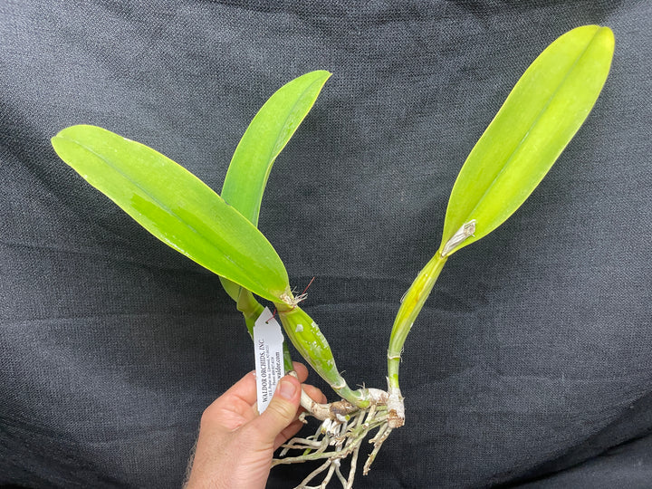 Blc. Mem. Ray McCullough `Tall Oaks&