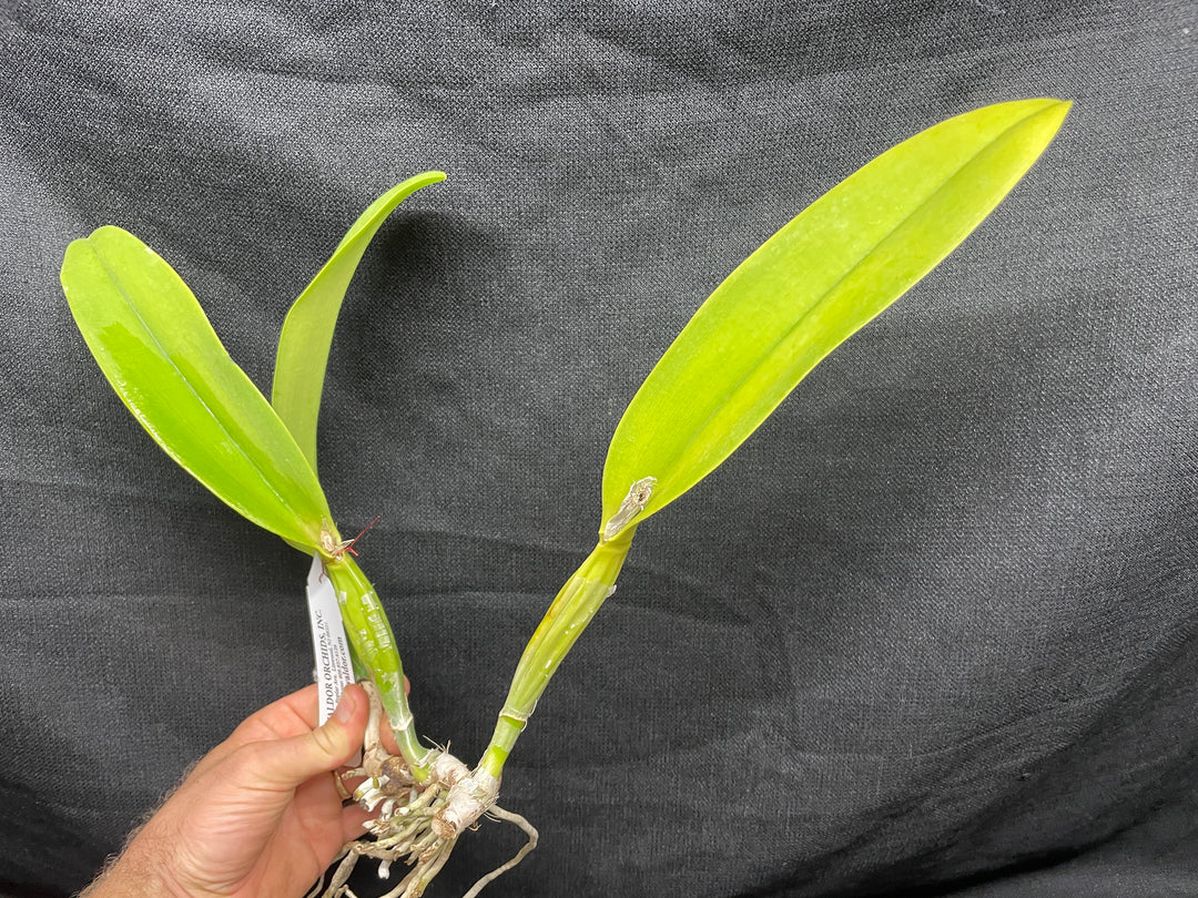 Blc. Mem. Ray McCullough `Tall Oaks&