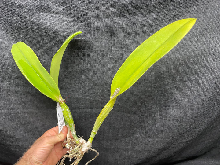 Blc. Mem. Ray McCullough `Tall Oaks&