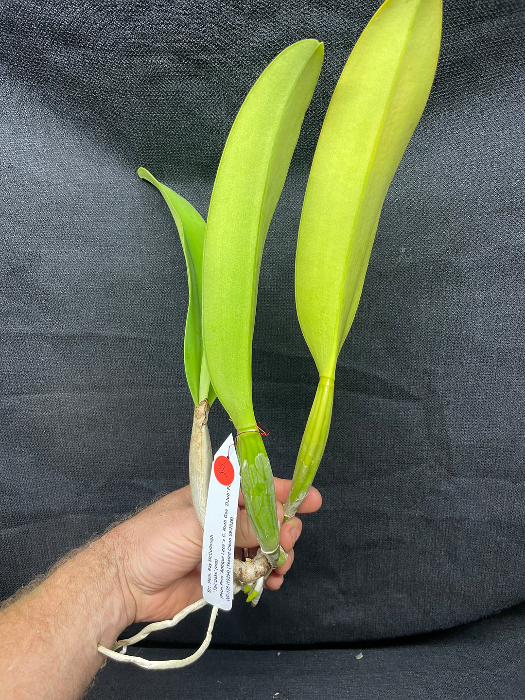 Blc. Mem. Ray McCullough `Tall Oaks&