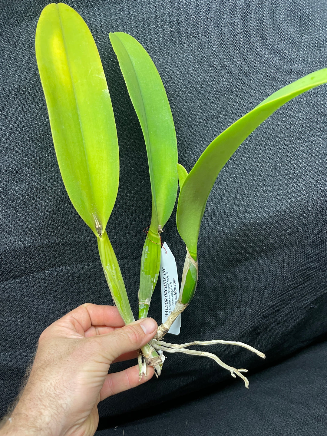 Blc. Mem. Ray McCullough `Tall Oaks&