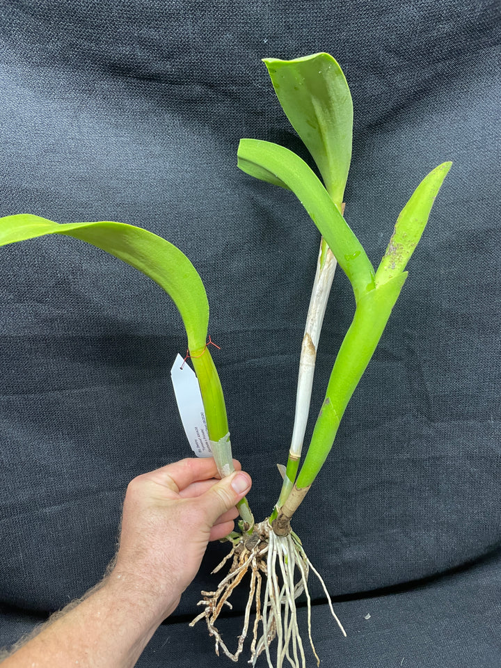 Blc. Destiny `Trymwood&