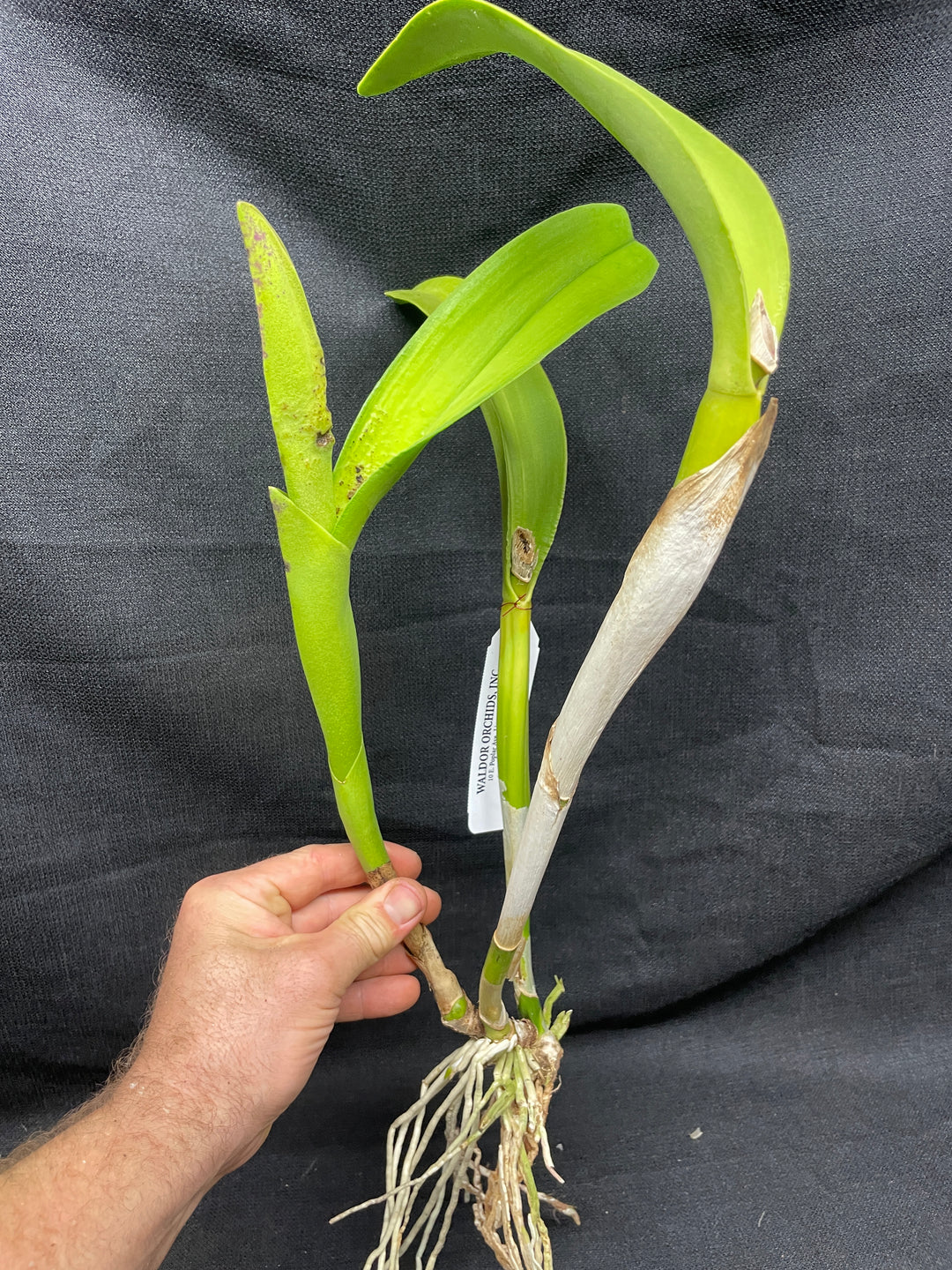 Blc. Destiny `Trymwood&