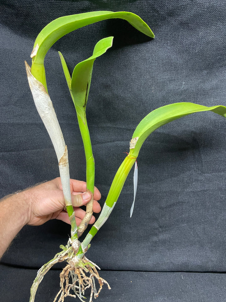 Blc. Destiny `Trymwood&