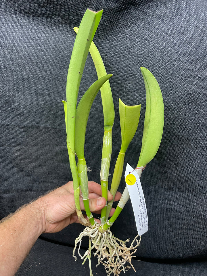Blc. Silk Slippers `Royal Wedding&
