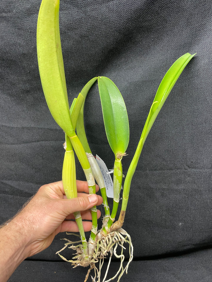 Blc. Silk Slippers `Royal Wedding&