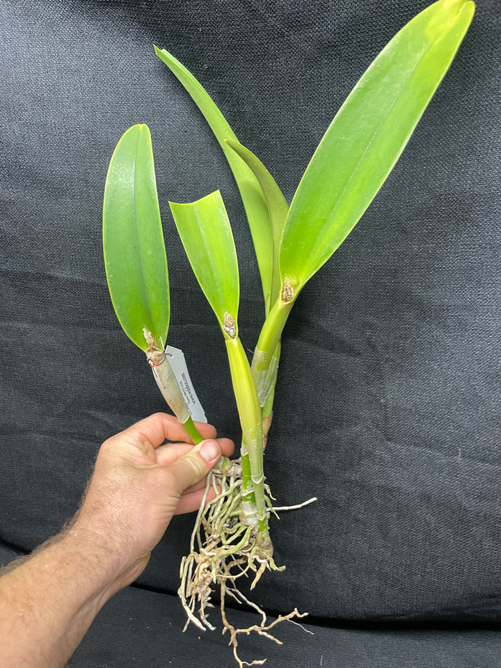Blc. Silk Slippers `Royal Wedding&