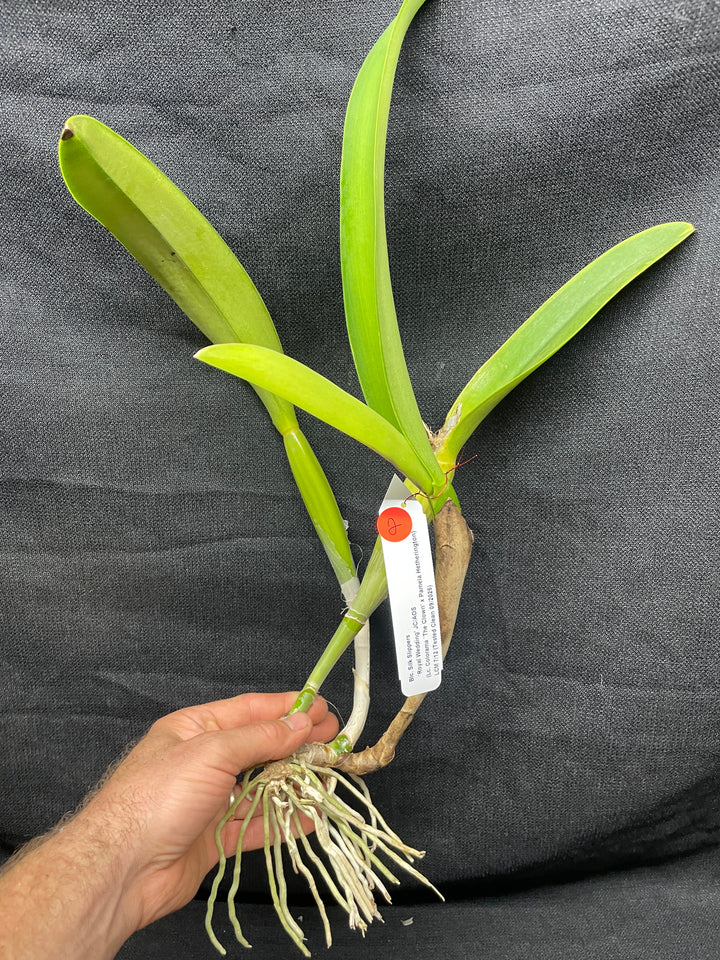 Blc. Silk Slippers `Royal Wedding&