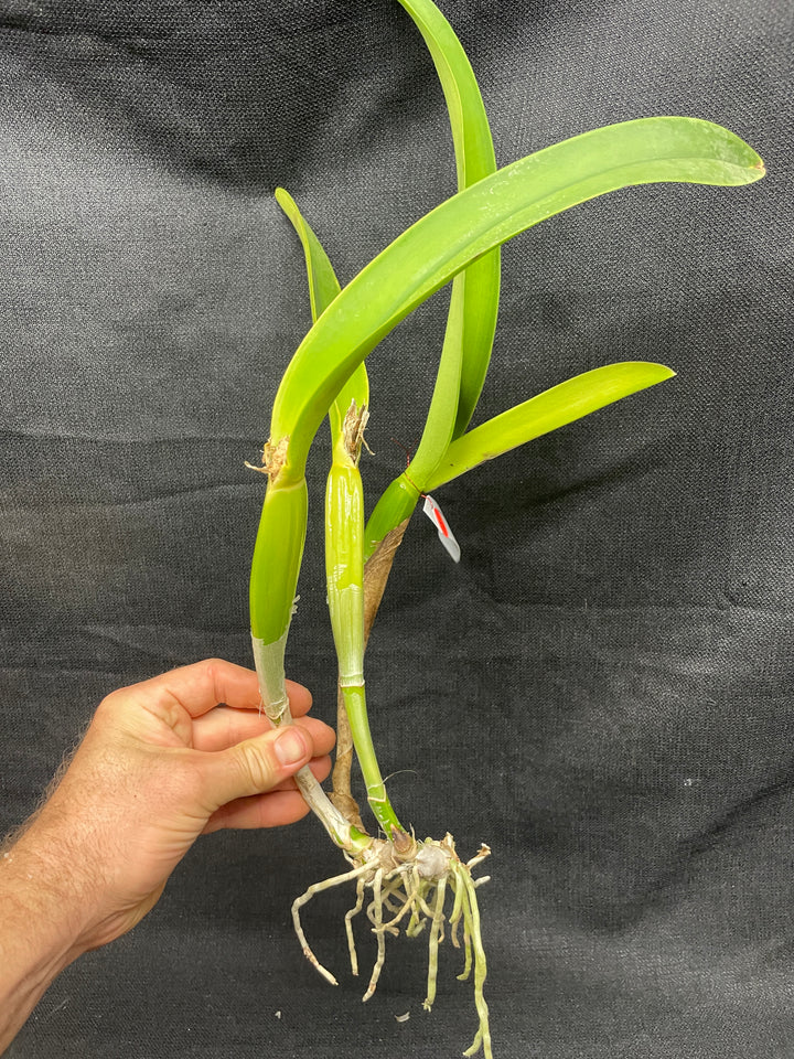 Blc. Silk Slippers `Royal Wedding&