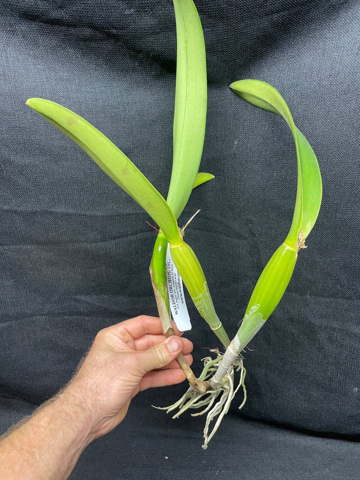 Blc. Silk Slippers `Royal Wedding&
